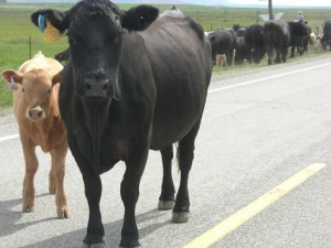 Cattle on the Highway