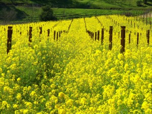 Read more about the article Two Views of Mustard